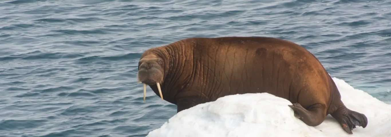 Walrus in Chukchi Sea