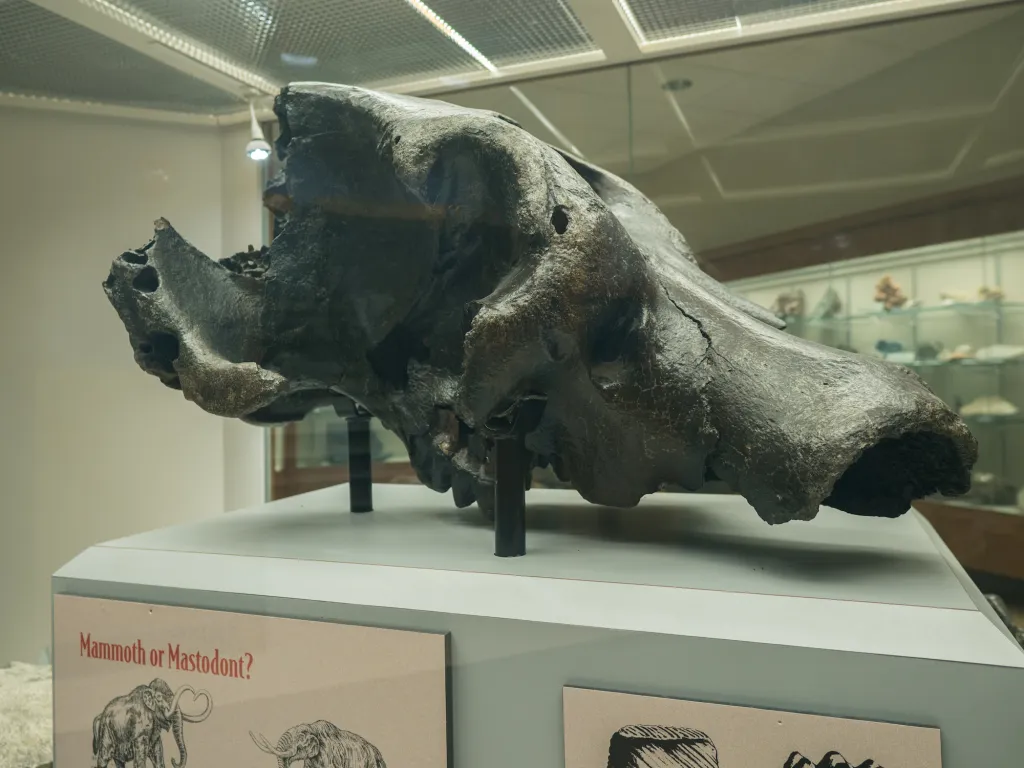 fossil