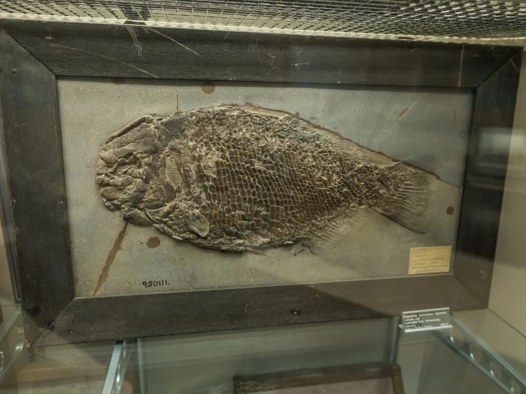 fossil display