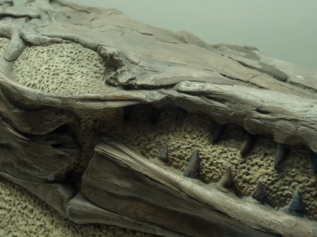 fossil