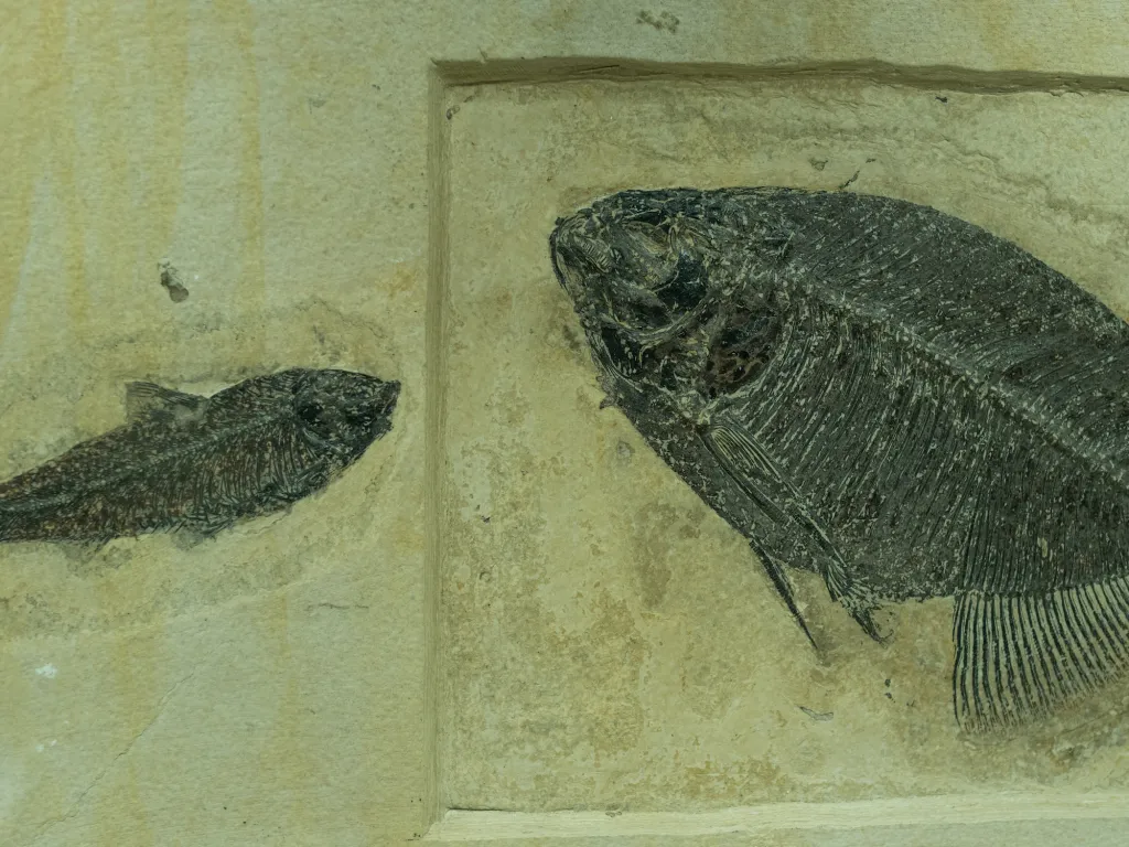 fossil