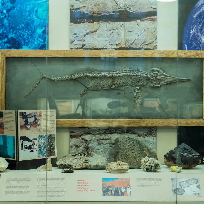 fossil display