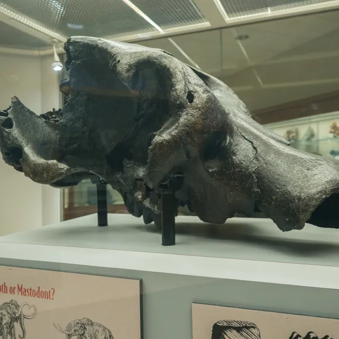 fossil