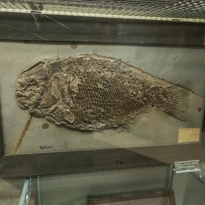 fossil display
