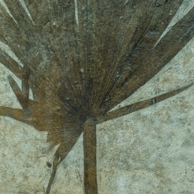fossil