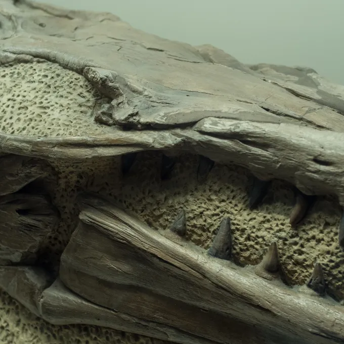 fossil