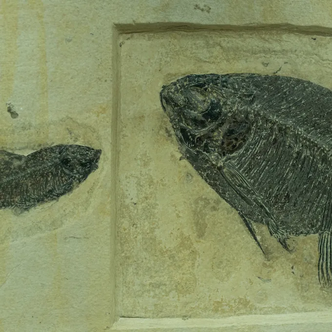 fossil