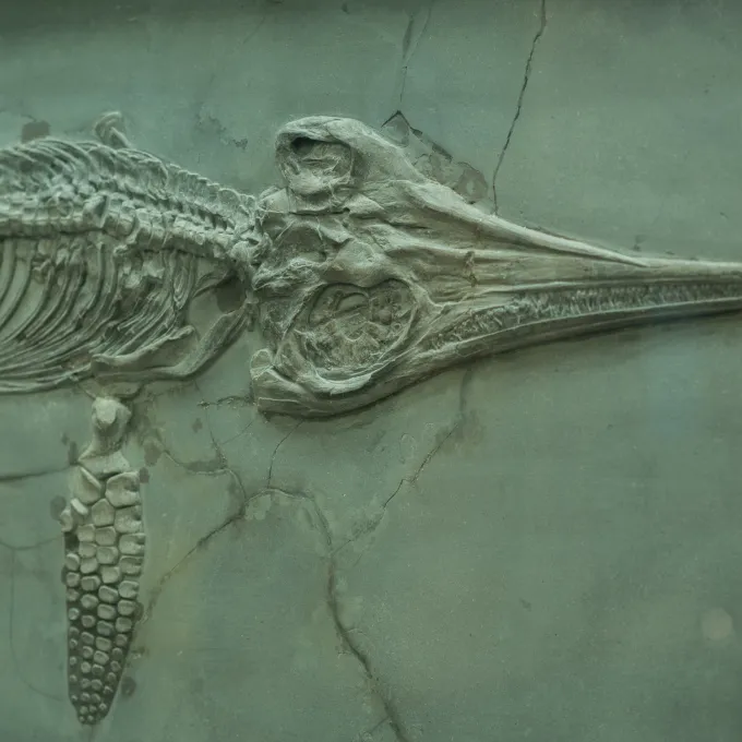 fossil